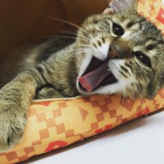 ゲンジロウ ☆里親さん決定☆