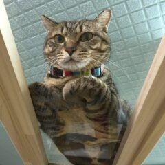 キジ子 ☆里親さん決定☆