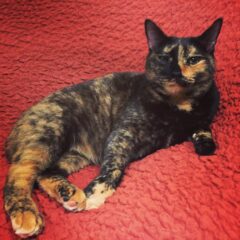 あんず ☆里親さん決定☆