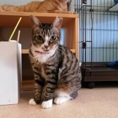 なづな ☆里親さん決定☆