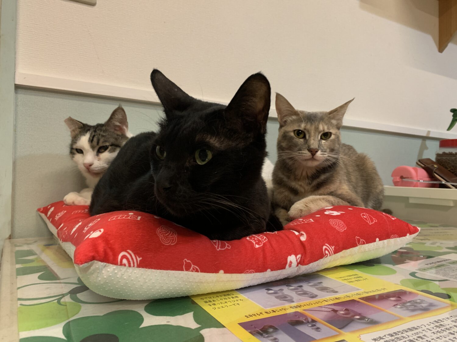 8 25 ヤマトくん チャイちゃんトライアル決定 保護猫カフェ カーロ