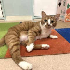 にゃにゃお
