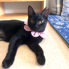 るりにゃん